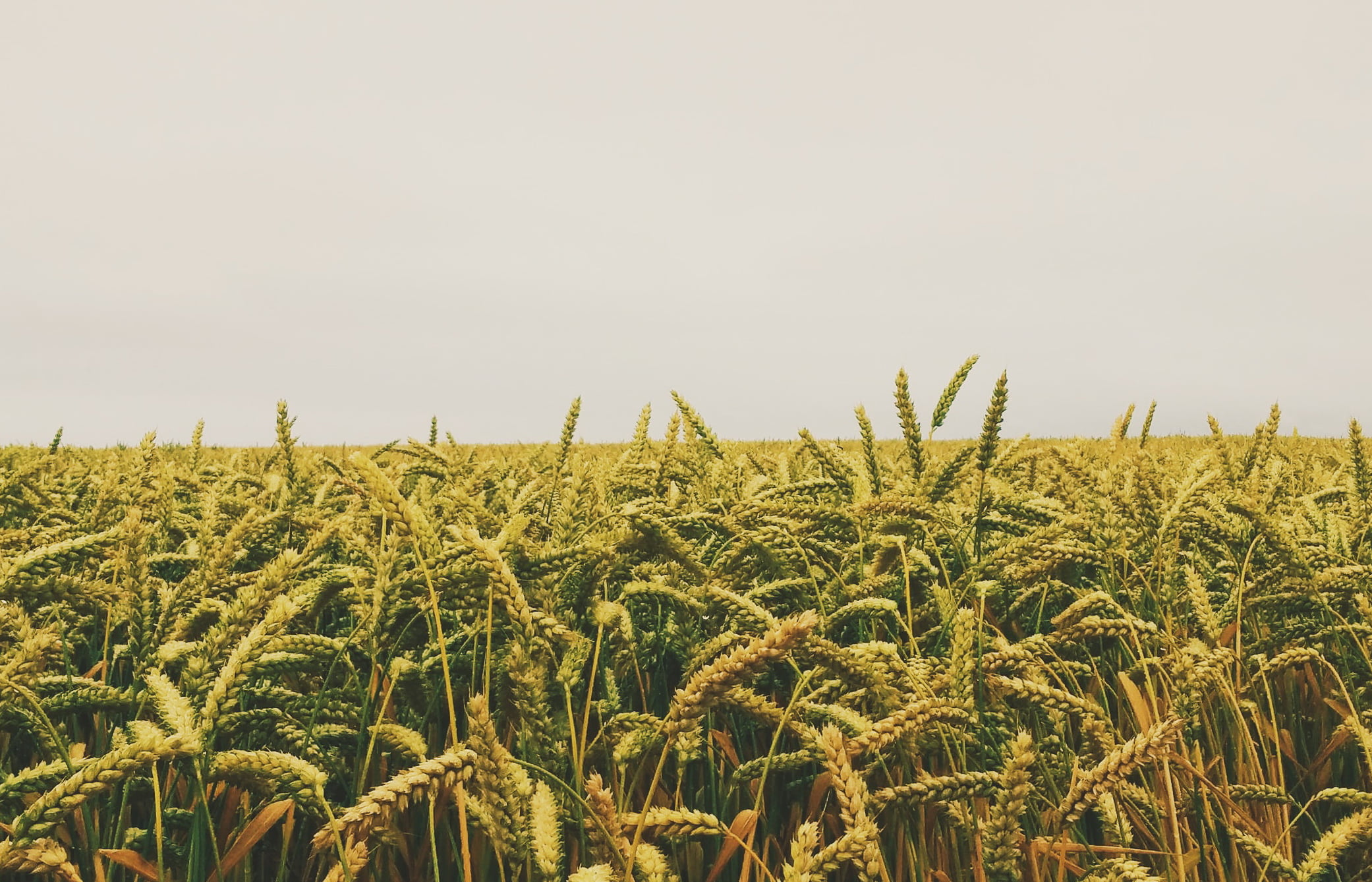 Юрист по земельным спорам в Апатитах. Услуги земельного юриста.